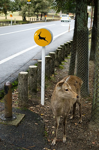 城市水当心日本奈良的鹿标志当心日本奈良的鹿标志旁边有一只梅花鹿西卡图片