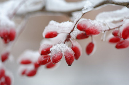 水晶背景和纹理红色冰冻的绿莓上面覆有冰雪红色冷冻的果子季节斯克莱兹涅夫图片