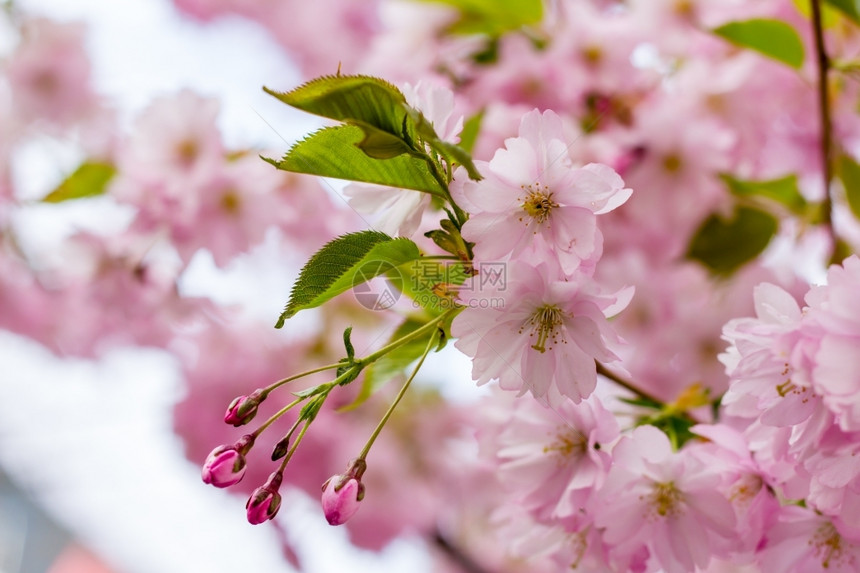 粉红樱花开园的樱情人节新鲜的季图片