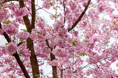 美丽的粉红樱花开园的樱美丽浪漫的背景图片