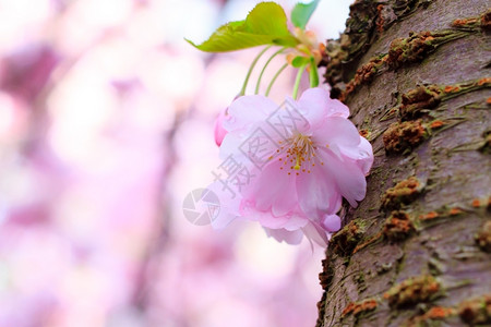 粉红樱花开园的樱当地新鲜浪漫背景图片