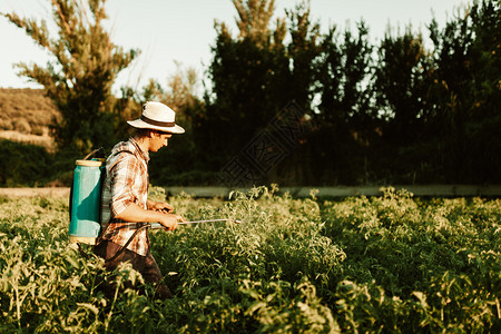 有毒的年轻青农民喷洒有机肥料身戴旧帽子和格衬衫的人工水泵罐场地图片