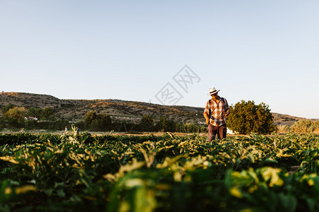 青年农民喷洒有机肥料身戴旧帽子和格衬衫的人工水泵罐杀虫剂食物农药图片