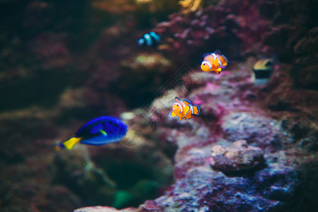 水下美丽的尼莫和来自深蓝海的多里鱼西班牙真实的图片