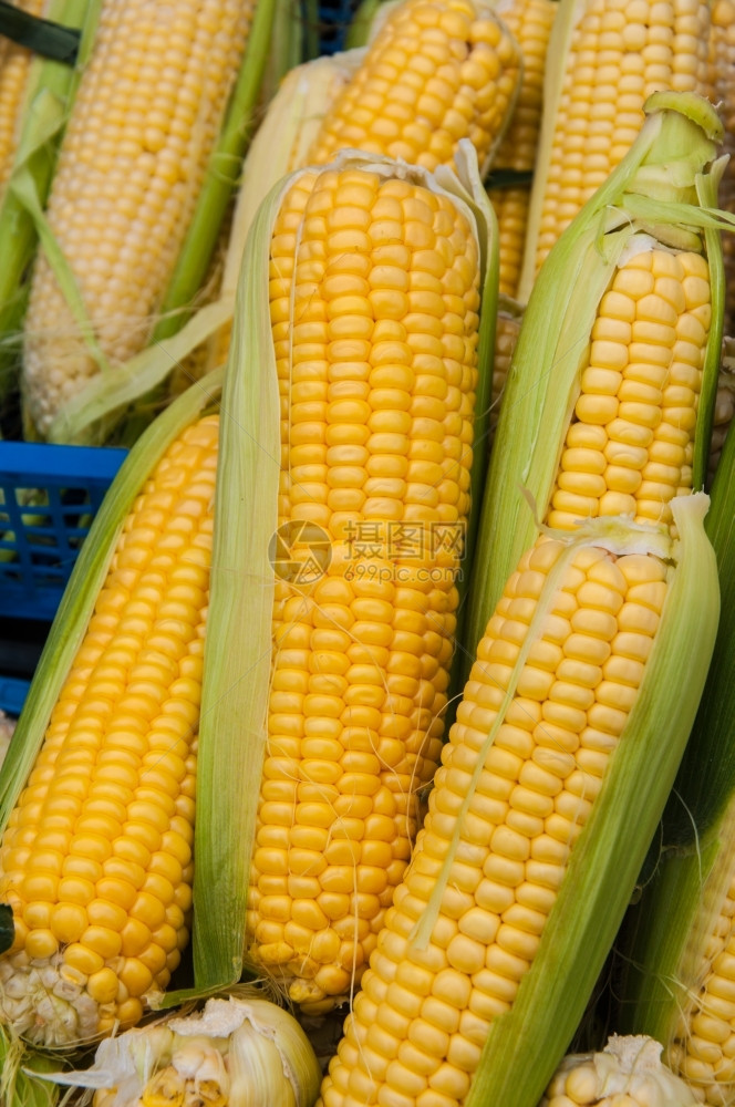 生长零售白色的玉米或在集市出售图片