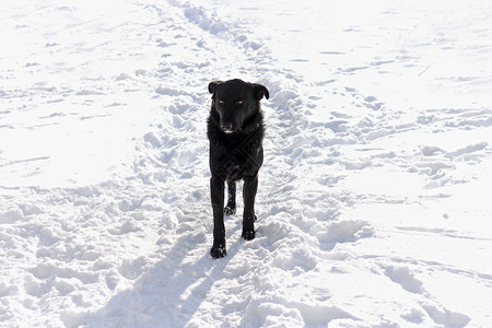 沿着步行黑狗一只大在白雪中沿路行走火车图片