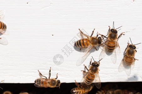 木制的蜜蜂离开并到达白木屋蜜蜂返回白木屋自然头图片