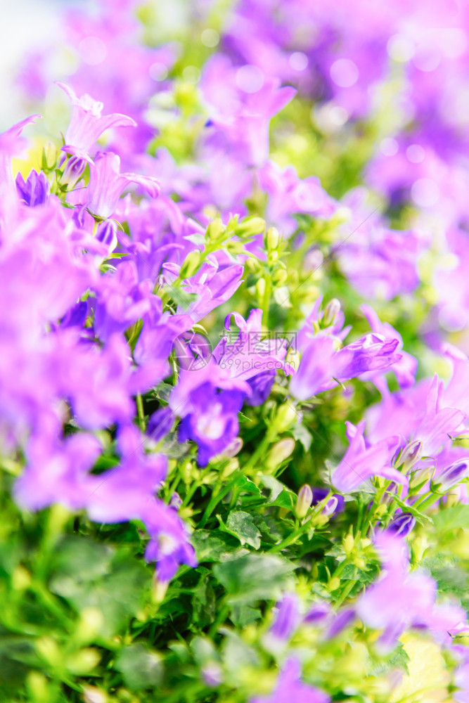 摘要春季时间背景花园中一束盛开的紫罗花细节散景新鲜的图片