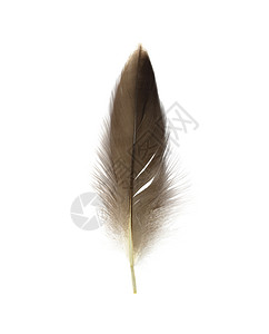 羽毛素材白底笔鹘圆形的白色背景美丽鹰羽毛被孤立于白底背景