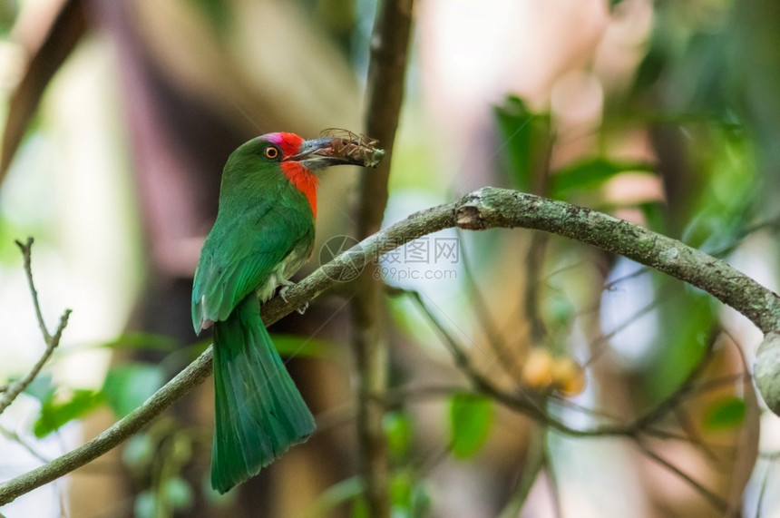 为了美丽的红胡子食蜂鸟Nyctyornisamictus嘴里有昆虫猎物的鸟用于喂食amictus颜色大胡子图片