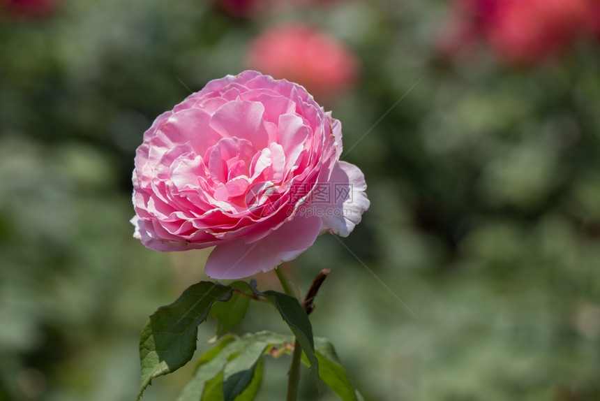 场地女朋友心在花园自然背景中盛开的美丽多彩玫瑰图片