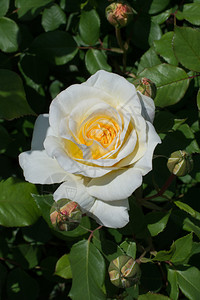 情人节生日礼物在花园自然背景中盛开的美丽多彩玫瑰图片