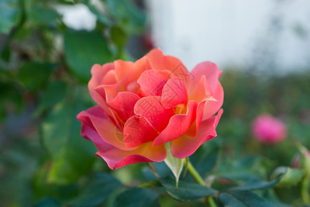 在花园自然背景中盛开的美丽多彩玫瑰花瓣丰富多彩的甜图片