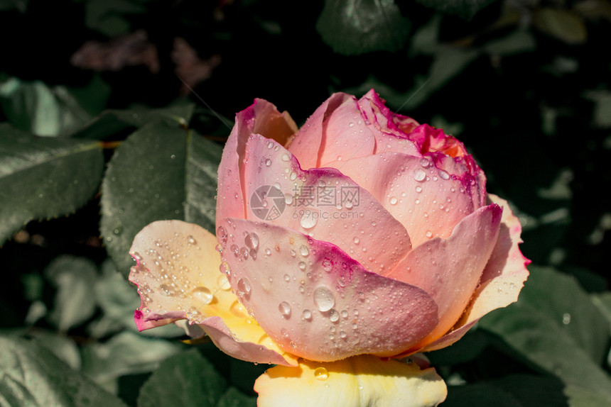 绽放艺术心在花园自然背景中盛开的美丽多彩玫瑰图片