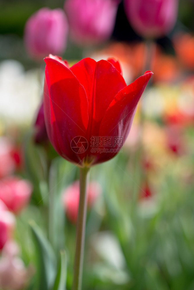 郁金香花团锦簇图片