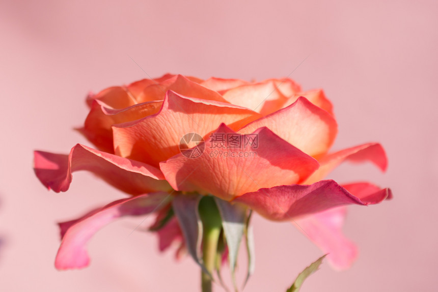 装饰色彩多背景上闪耀着美丽多彩的玫瑰感情自然图片