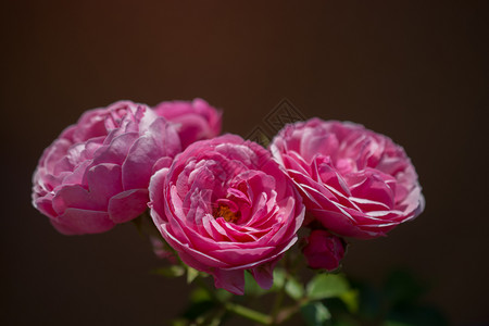 甜的花园色彩多背景上闪耀着美丽多彩的玫瑰生日图片