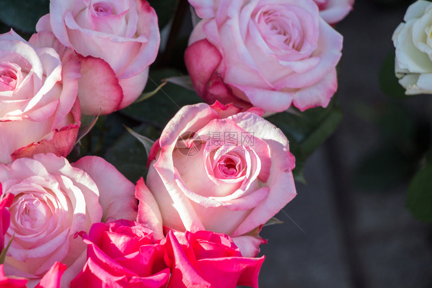 红润艺术花朵背景的美丽多彩玫瑰开花装饰图片