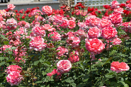 花园朵背景的美丽多彩玫瑰开花装饰情人节图片