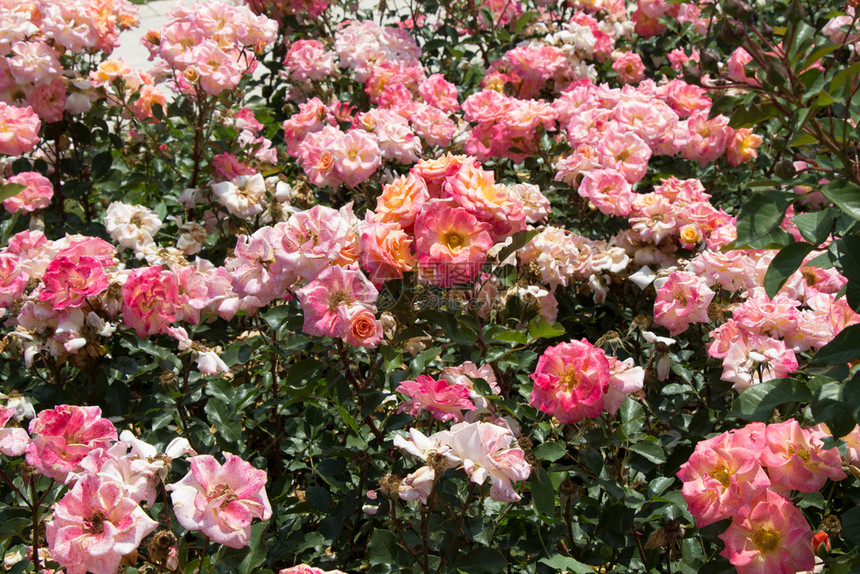 自然花朵背景的美丽多彩玫瑰开花场地问候图片