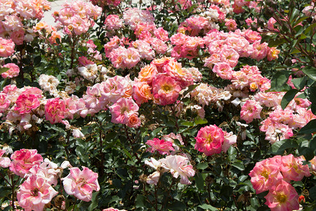 自然花朵背景的美丽多彩玫瑰开花场地问候图片