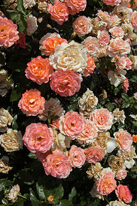 花朵背景的美丽多彩玫瑰开花情人节红润场地图片