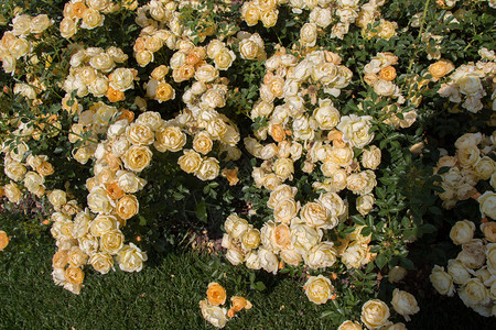 公园花朵背景的美丽多彩玫瑰开花漂亮的芽图片