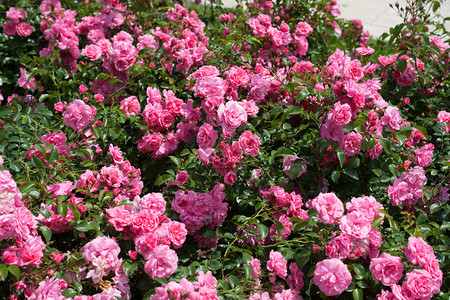 新鲜的美丽花朵背景美丽多彩玫瑰开花自然图片