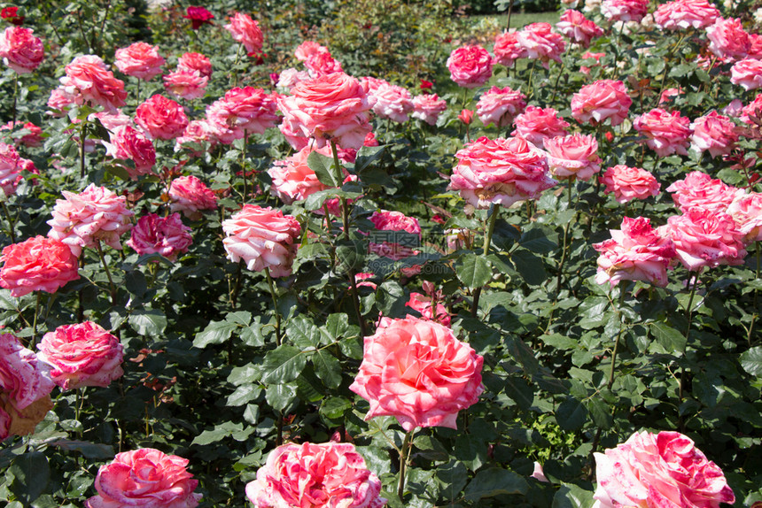 问候投标花朵背景的美丽多彩玫瑰开花绽放图片