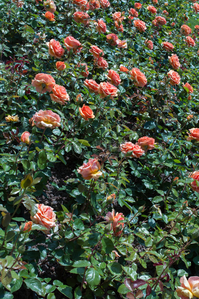 花园朵背景的美丽多彩玫瑰开花季节美丽的图片