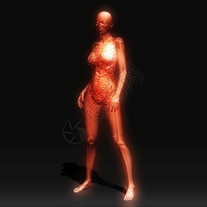 有机的骨骼人类解剖数字插图临床图片