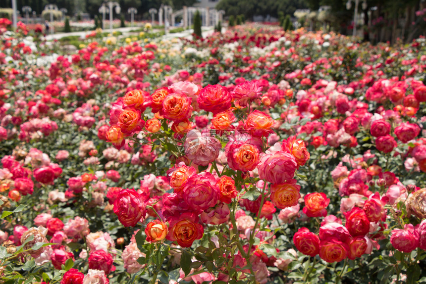 夏天花的周年纪念日朵背景的美丽多彩玫瑰开花图片