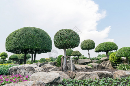 成形花园中的邦赛树盆栽亚洲图片