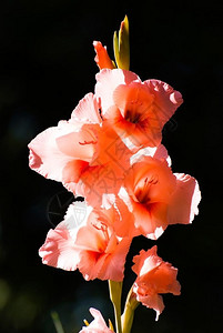 唐菖蒲叶大花蕙兰GladiolusgandavensisVanHoutteGladiolus叶子爱植物群背景图片