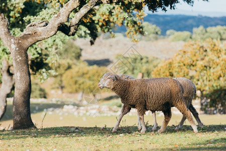 牧羊在田野放春天自然极端的图片