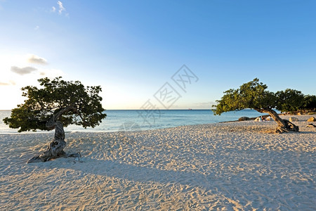 日落时阿鲁巴岛的Dividivi树蓝色的景观白背景图片