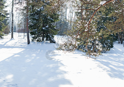 霜雪花在森林中有树阳光充满活力背景图片