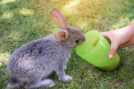 孩子公园里给兔子喂食图片