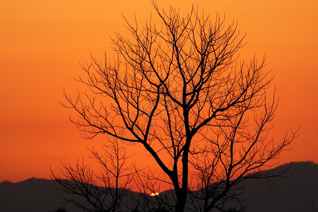 黎明公园橙沙漠日落时的干枯树圆周光图片