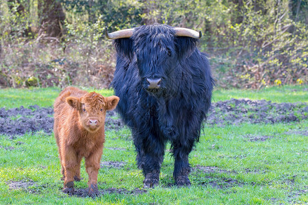 德尔登农村黑母牛和棕公在草地上站一起小牛背景