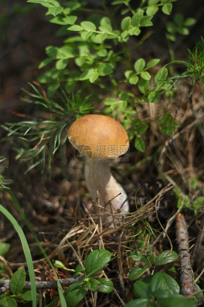 蔬菜象征绿草中小型坚固的白蘑菇种植面积小外部图片