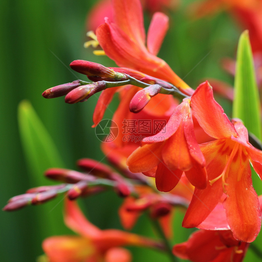 夏天橙花盛开的Crocosmia或Montbretia植物橙花盛开的植物户外群图片