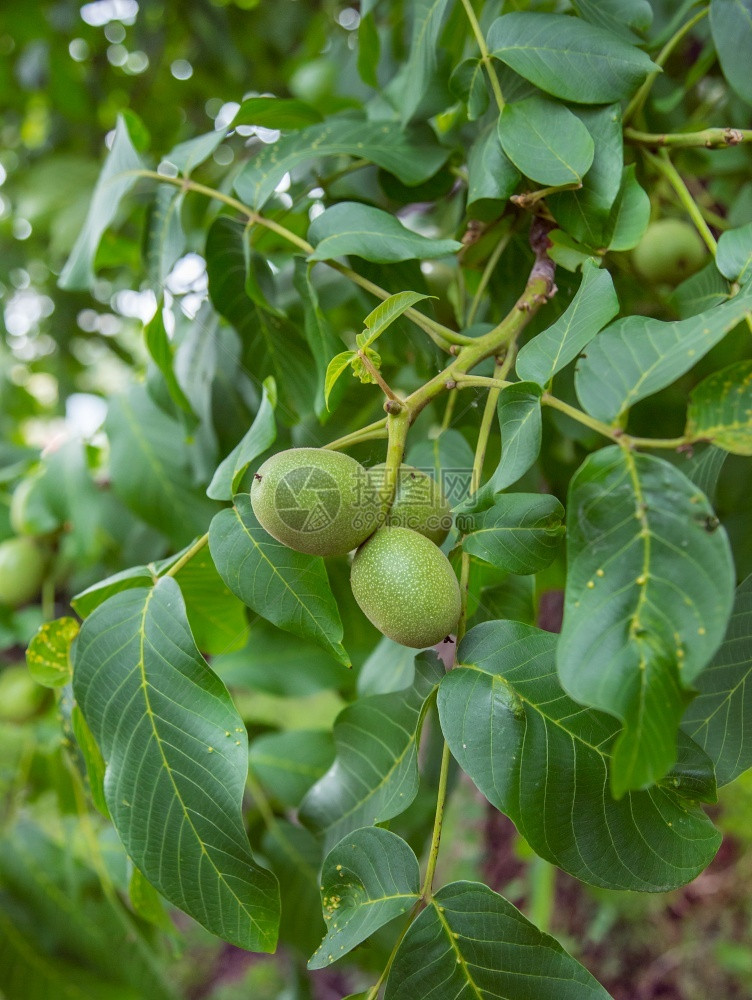 坚果树上长着嫩绿坚果在农场种植有机蔬菜坚果树上长着嫩绿坚果收成农艺学生长图片