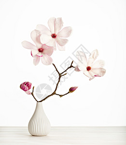 苏兰吉阿那木兰科精美的在白色背景上孤立的花瓶Magnoliasoulangeana花朵叶子背景
