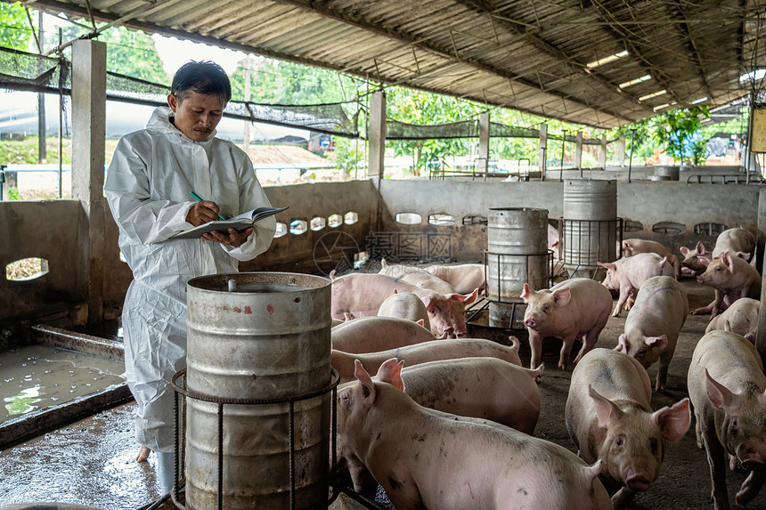 猪圈小肉亚洲兽医在养场动物和养业工作并检查图片
