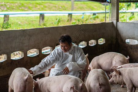 总的健康乡村亚洲兽医在猪养场动物和养业工作并检查图片