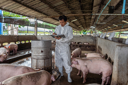 稳定的仔猪可爱亚洲兽医在猪养场动物和养业工作并检查图片