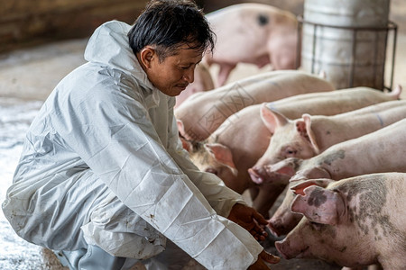 粉色的农村很多亚洲兽医在猪养场动物和养业工作并检查图片