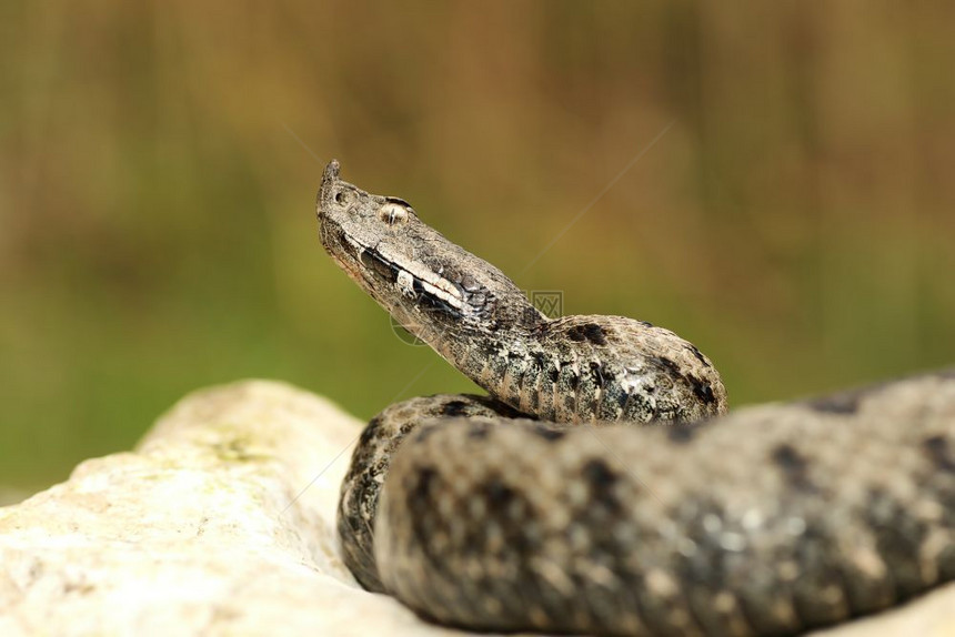 欧洲的在自然栖息地有毒死欧洲蛇的雄毒死Vipera管或鼻角添加剂男有毒的图片