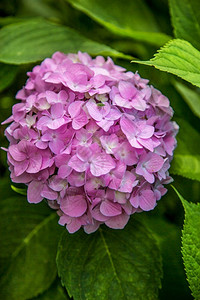 植物园艺花里的绣球自然园艺里的绣球公紫色的图片